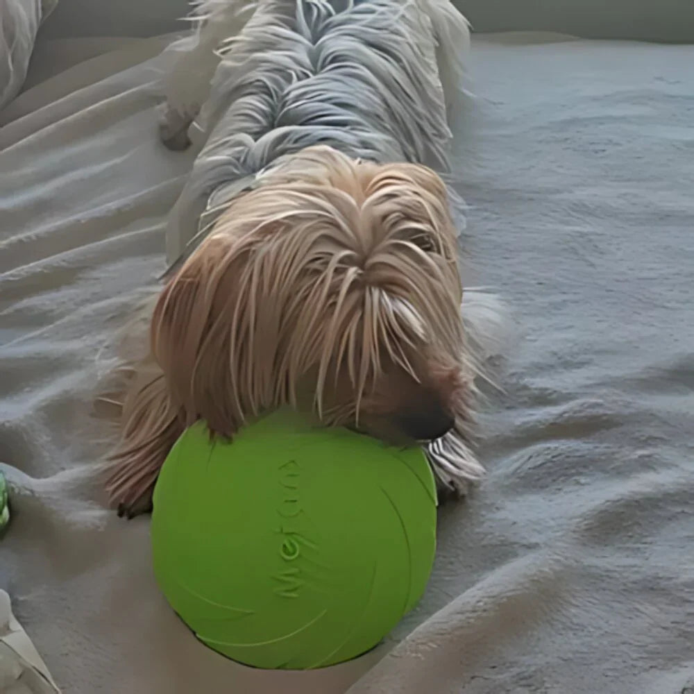 frisbee chien vert