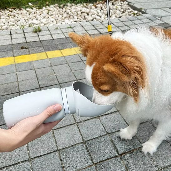 gourde chien couleur gris pour hydratation marcher forest parc