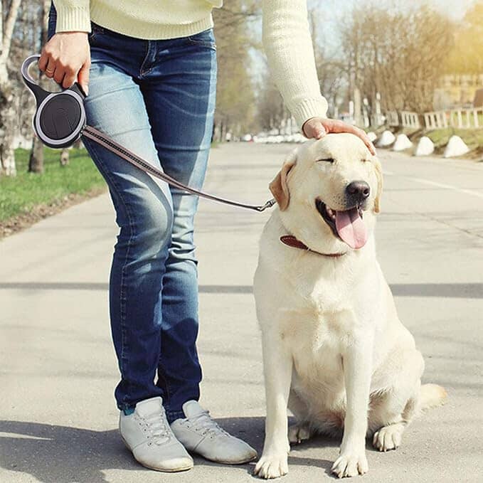 laisse de chien noir exterieur promemade retractable