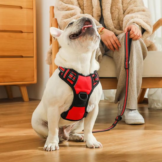 Harnais pour chien | Sécurité Confort