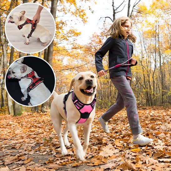 Harnais pour chien | Sécurité Confort