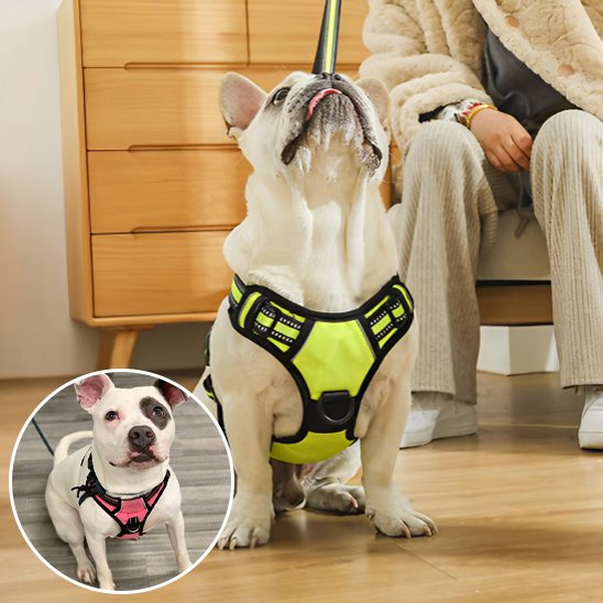 Harnais pour chien | Sécurité Confort