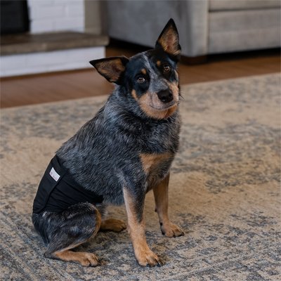 Culotte pour chien | Protection Confort