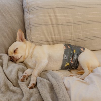 Couche pour chien | Ultra-absorbante