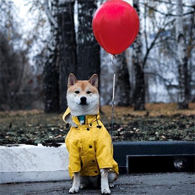 Imperméable pour chien | Waterproof