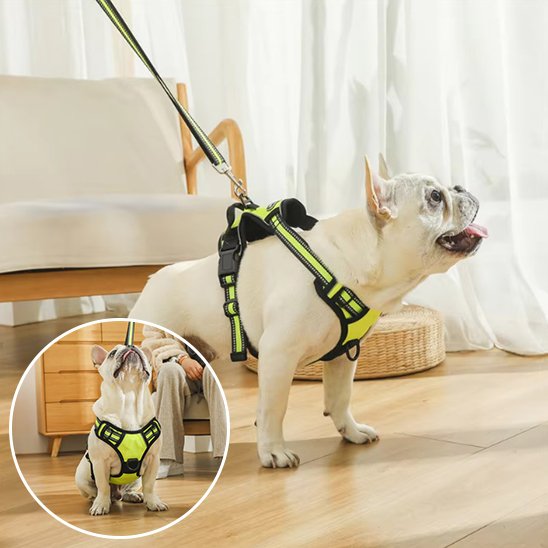 Harnais pour chien | Sécurité Confort