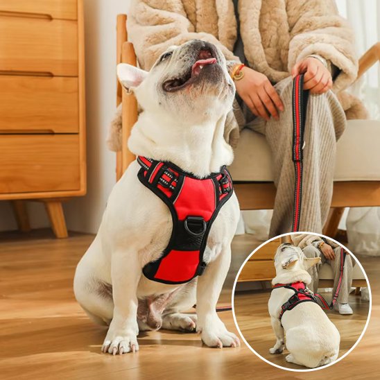 Harnais pour chien | Sécurité Confort