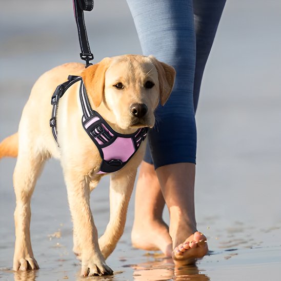 Harnais pour chien | Sécurité Confort