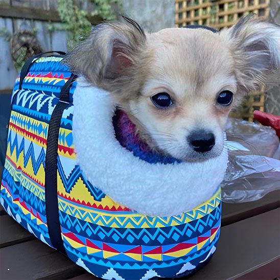 Sac de Transport Chien | Voyageur Confort
