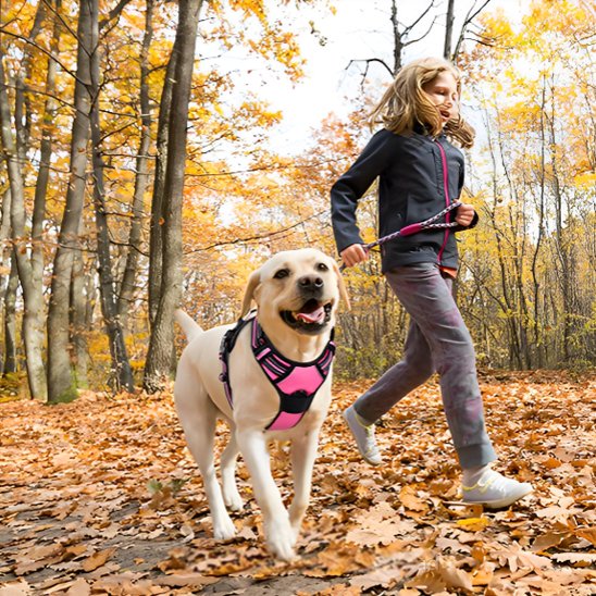 Harnais pour chien | Sécurité Confort