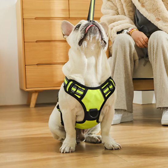 Harnais pour chien | Sécurité Confort