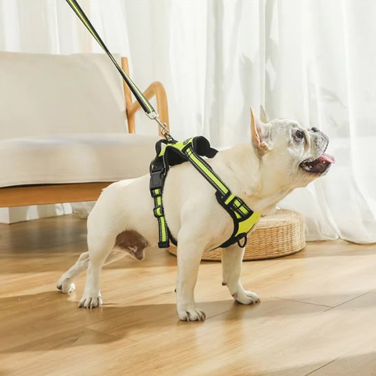 Harnais pour chien | Sécurité Confort