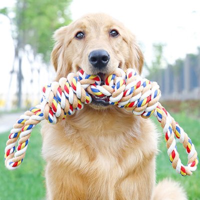 Jouet pour chien coloré en extérieur – sélection sécuritaire et amusante