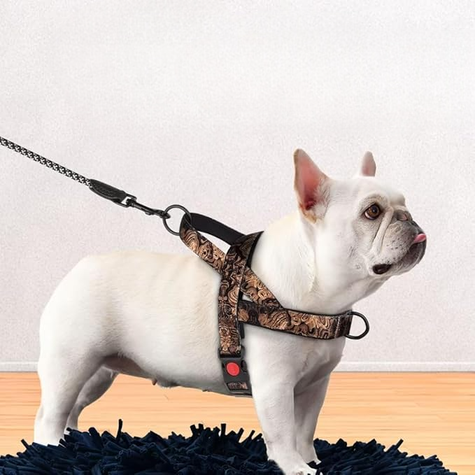 Harnais pour chien noir dore promenade sortie dressage
