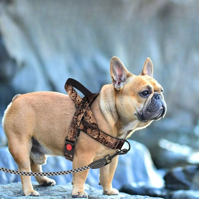 Harnais pour chien noir dore promenade sortie