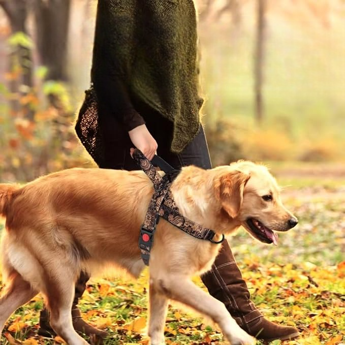 Harnais pour chien noir dore promenade