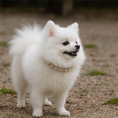 collier-chien-de-perles-petite-race-exterieur-luxueux