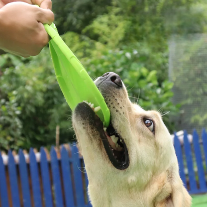 frisbee chien vert extérieure