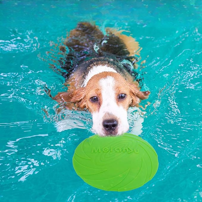 frisbee chien vert exterieur piscine