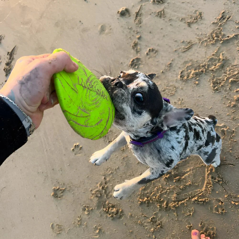 frisbee chien vert exterieur