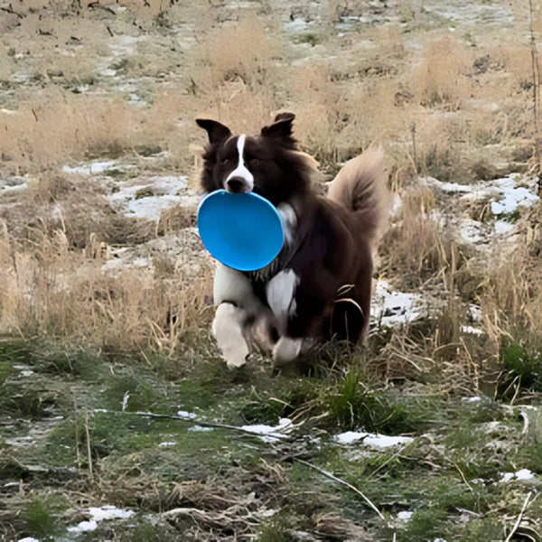 Frisbee - FlyDog™ - Bleu