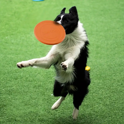 frisbee disque volant chien sortie