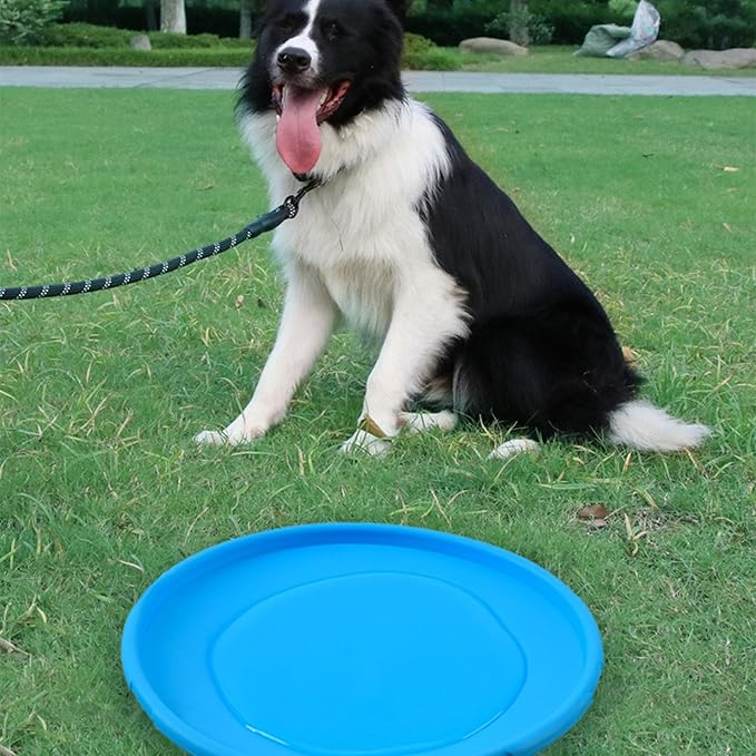 frisbee flydog bleue disque volant chien sortie