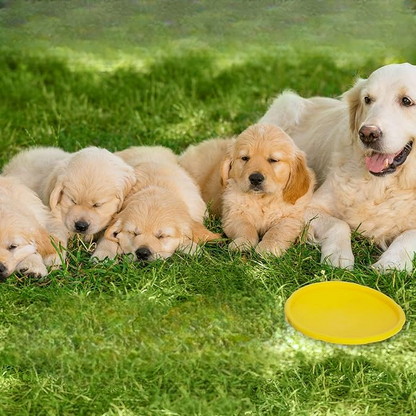 frisbee flydog disque volant jaune chien jeux exterieur maman bebe