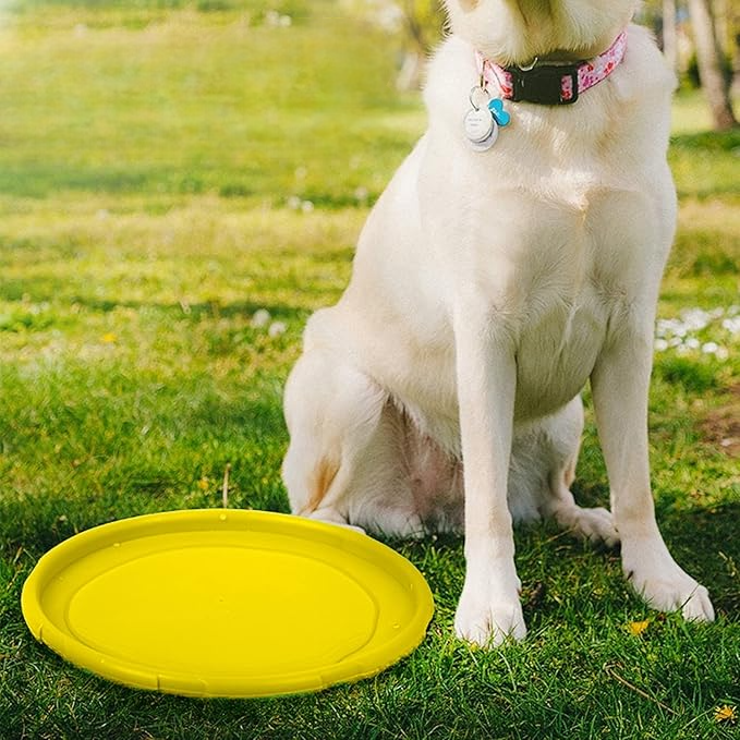 frisbee flydog disque volant jaune chien jeux sortie exterieur