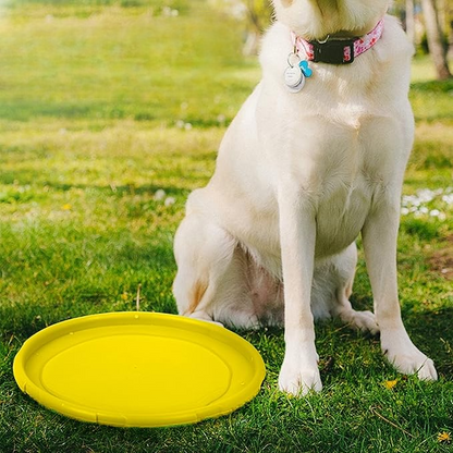 frisbee flydog disque volant jaune chien jeux sortie exterieur