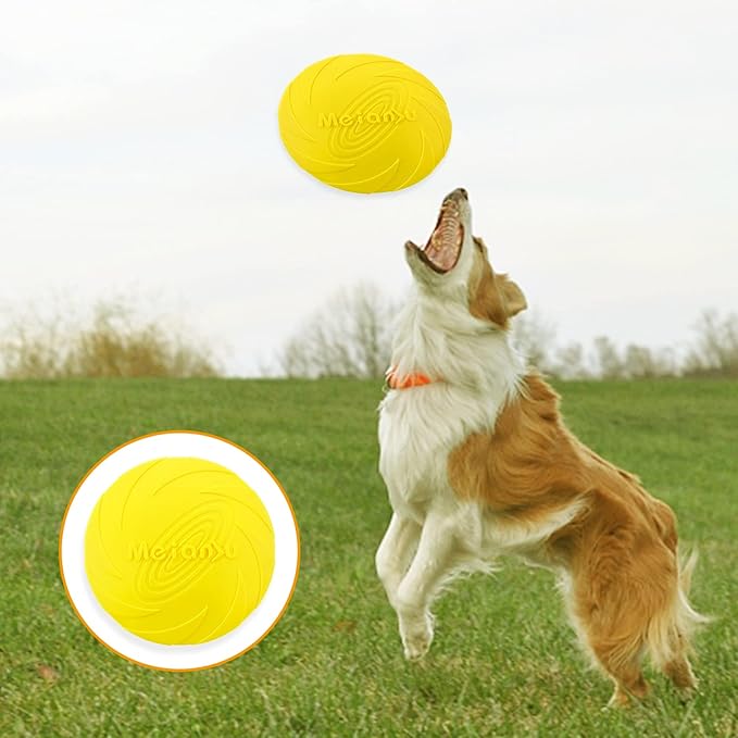 frisbee flydog disque volant jaune chien jeux sortie
