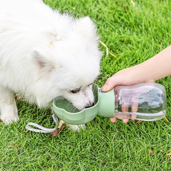 gourde chien boit vert terrasse sentier parc