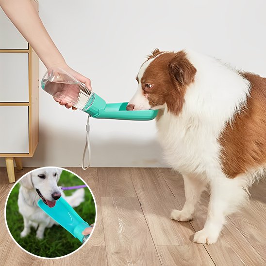 gourde chien couleur bleue qui bois contenant interieur