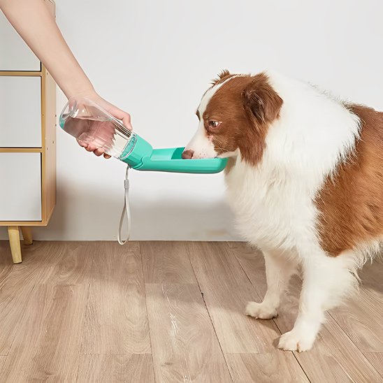 gourde chien couleur bleue qui bois dans bouteille interieur