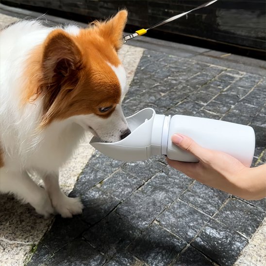 gourde chien couleur gris pour hydratation pour exterieure