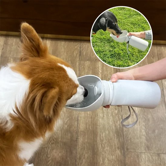 gourde chien couleur gris pour voyage sortie plein air