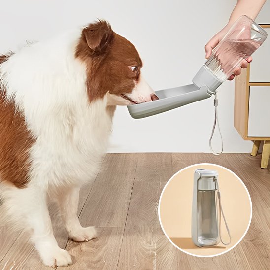gourde chien couleur gris qui bois dans bouteille interieur