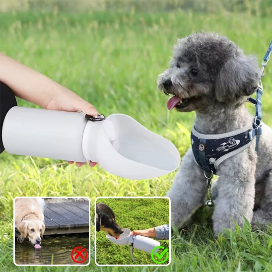 gourde chien pour sortie parc sentier couleur gris