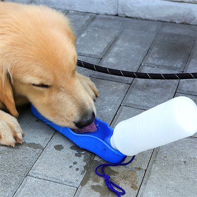 gourde pour chien bleue