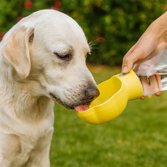 gourde pour chien jaune terrasse forest parc sentier