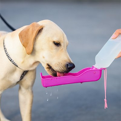 gourde pour chien rose