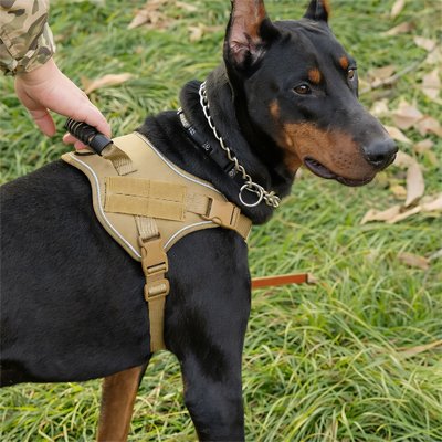 harnais chien couleur beige pour balade exterieur
