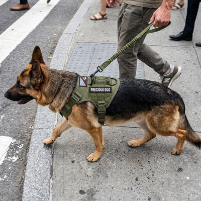 harnais chien couleur camouflage promende avec homme exterieur