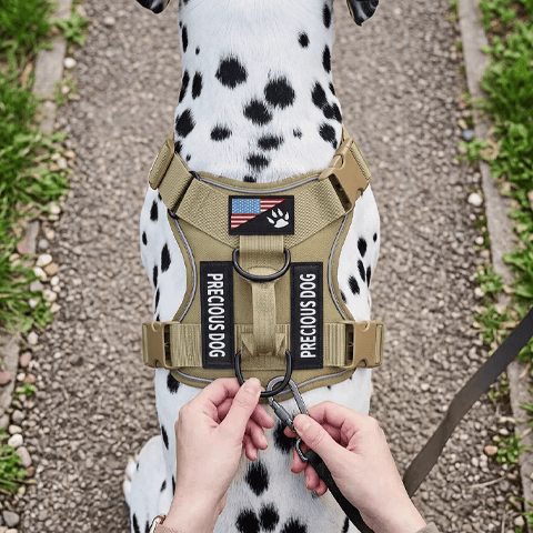harnais chien couleur camouflage promende