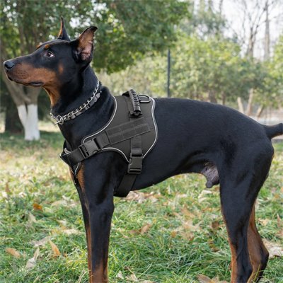 harnais chien couleur noir sortie pour entrainement promenade 
