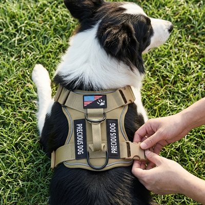 harnais chien couleur vert ballade parc chiens avec femme