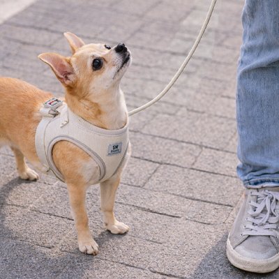 harnais chiot couleur beige pour balade dans parc 