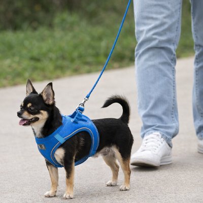 harnais chiot couleur bleue pour marche exterieur 