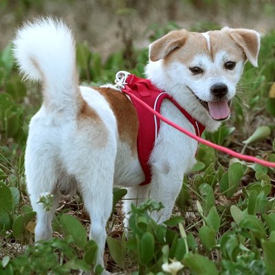 harnais chiot couleur rouge promenade sortie dans sentier  