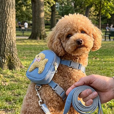 harnais pour chien couleur bleue exterieur promenade avec laisse